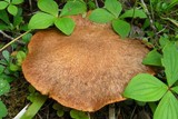 Suillus lakei image