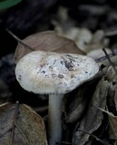Inocybe fraudans image