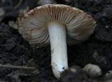 Inocybe fraudans image