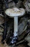 Inocybe fraudans image