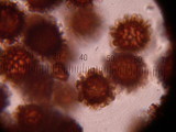 Scleroderma bovista image