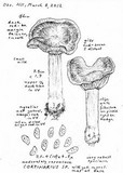 Cortinarius flavobasilis image