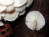 Ripartitella brasiliensis image