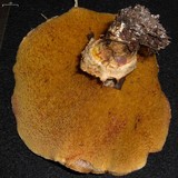 Suillus caerulescens image