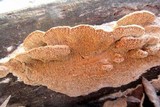 Trametopsis cervina image