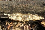 Trametopsis cervina image