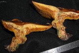 Suillus caerulescens image