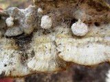 Trametopsis cervina image