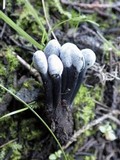 Hypomyces papulasporae image
