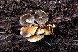 Hypholoma capnoides image