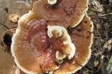 Ganoderma sessile image