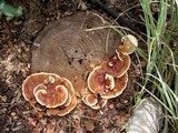Ganoderma sessile image