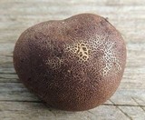 Scleroderma verrucosum image