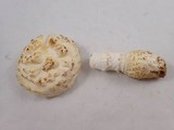 Amanita magniverrucata image