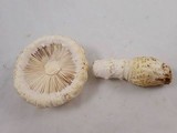 Amanita magniverrucata image