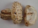 Amanita magniverrucata image