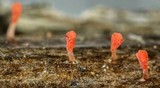 Typhula micans image