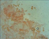 Typhula micans image