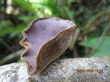 Auricularia polytricha image