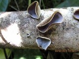Auricularia polytricha image