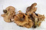 Armillaria sinapina image