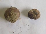Lycoperdon dermoxanthum image
