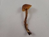 Callistosporium luteo-olivaceum image
