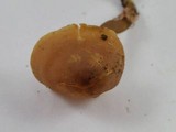 Callistosporium luteo-olivaceum image