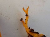 Calocera viscosa image
