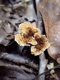 Phylloporia spathulata image