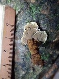 Phylloporia spathulata image