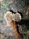 Phylloporia spathulata image
