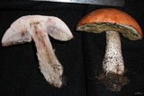 Leccinum insigne image