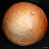 Leccinum insigne image