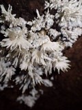 Hydnopolyporus fimbriatus image