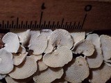 Panellus pusillus image