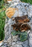 Phellinus gilvus image