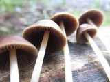 Psathyrella atrospora image