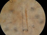 Psathyrella atrospora image