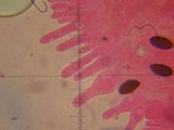 Psathyrella atrospora image