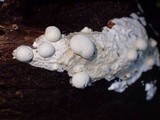 Lycogalopsis solmsii image