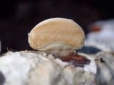 Lycogalopsis solmsii image