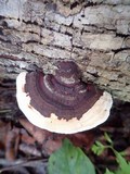 Earliella scabrosa image