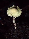 Cystolepiota luteohemisphaerica image