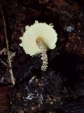 Cystolepiota luteohemisphaerica image