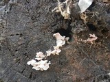 Pleurotus djamor image