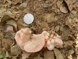 Pleurotus djamor image