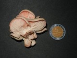 Pleurotus djamor image