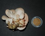 Pleurotus djamor image