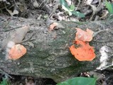 Pycnoporus sanguineus image